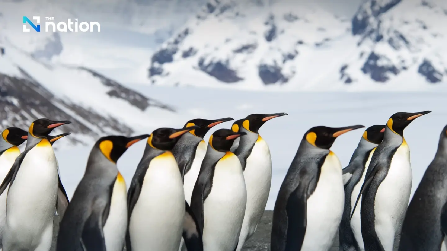 Climate crisis pushes emperor penguin closer to extinction Climate crisis pushes emperor penguin closer to extinction