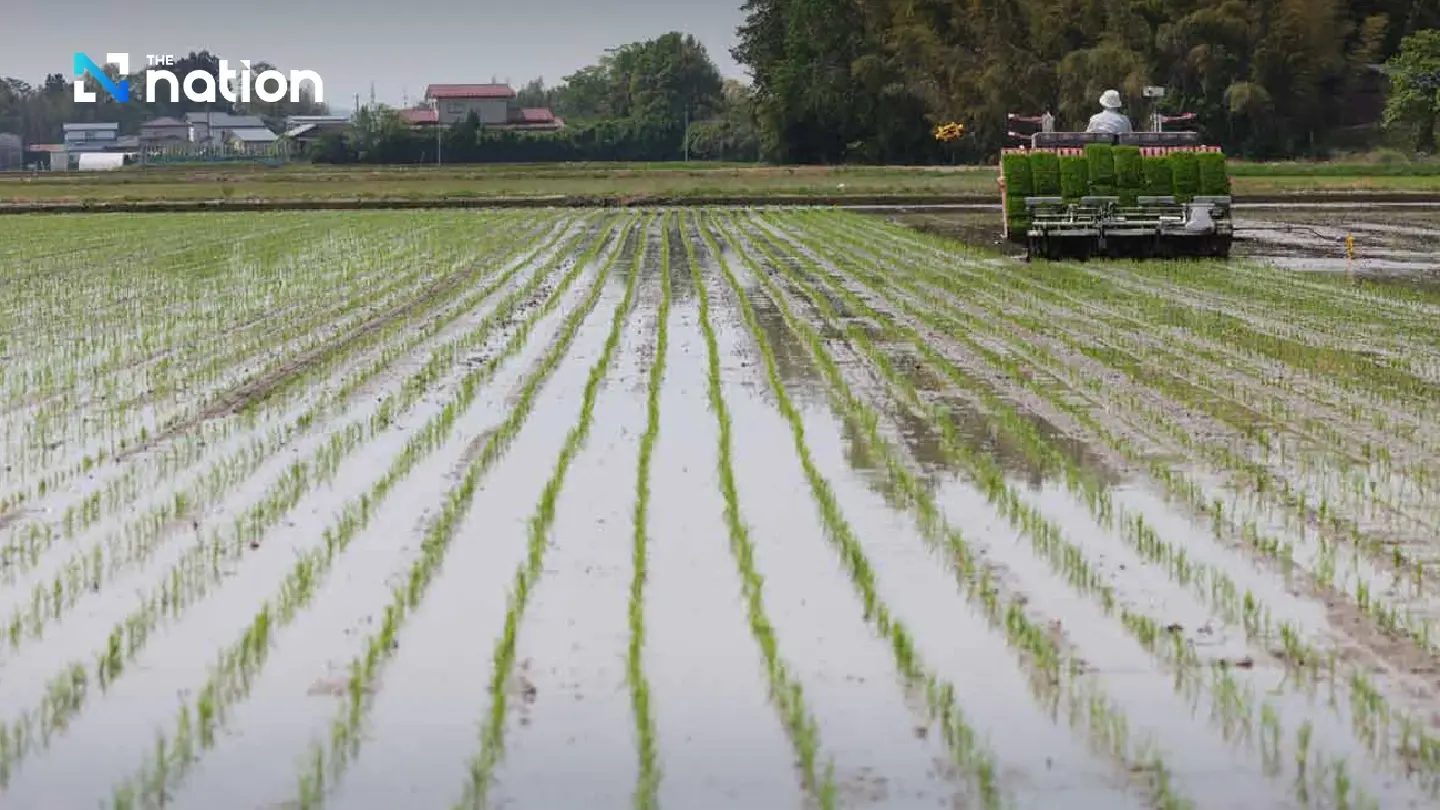 Japan warns private rice import surge may curb domestic production