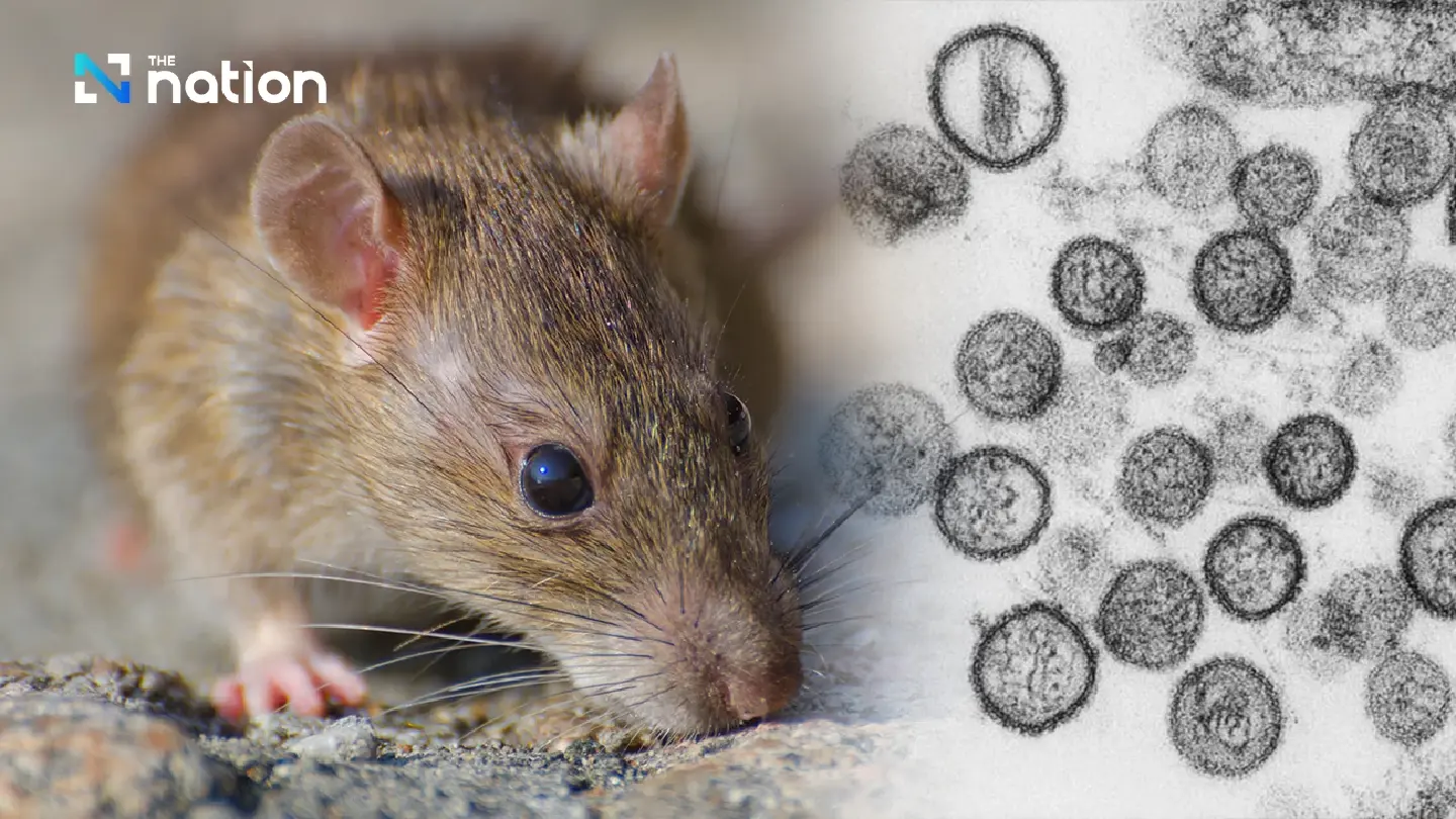 Thai hantavirus distinct from Andes strain, risk remains very low