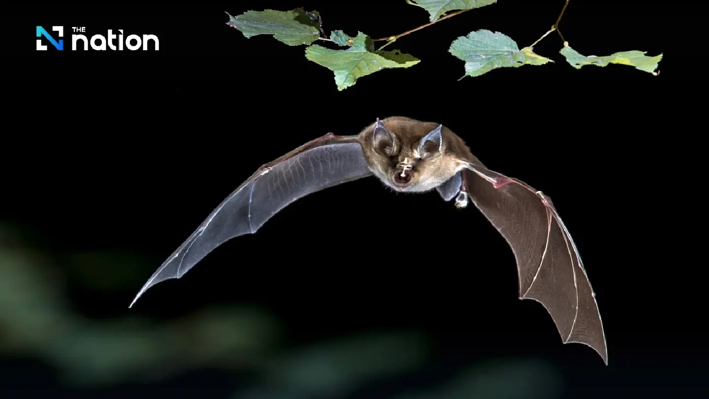 DES Ministry confirms new coronavirus strain found in Thai bats, says outbreak risk remains low