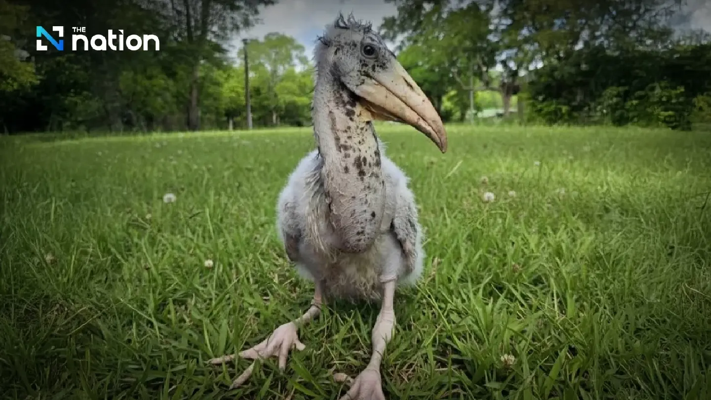 Khao Kheow Open Zoo Celebrates Historic Hatching of Rare Greater Adjutant Stork