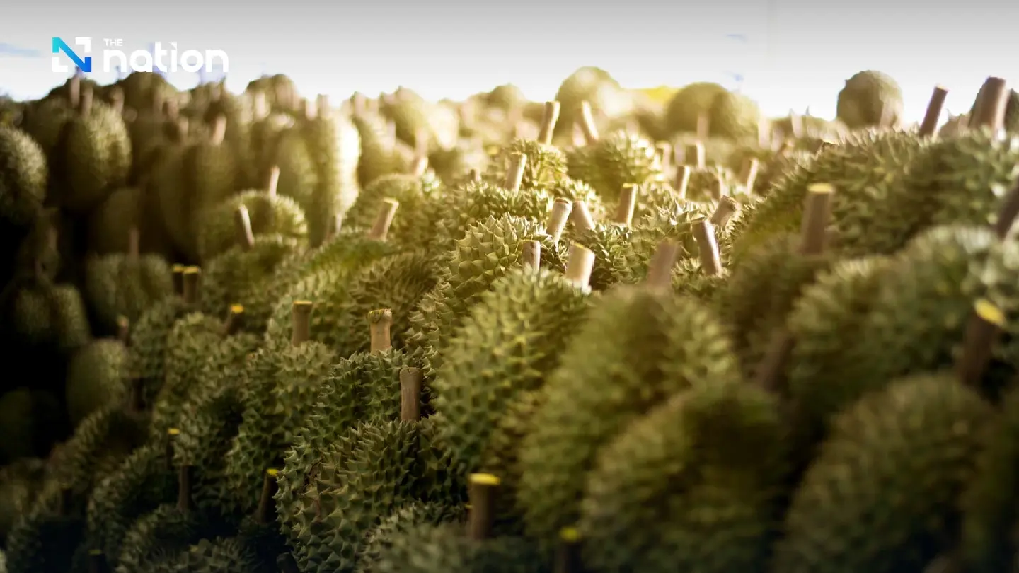 Mohan emerges as key China gateway for Thai durian exports
