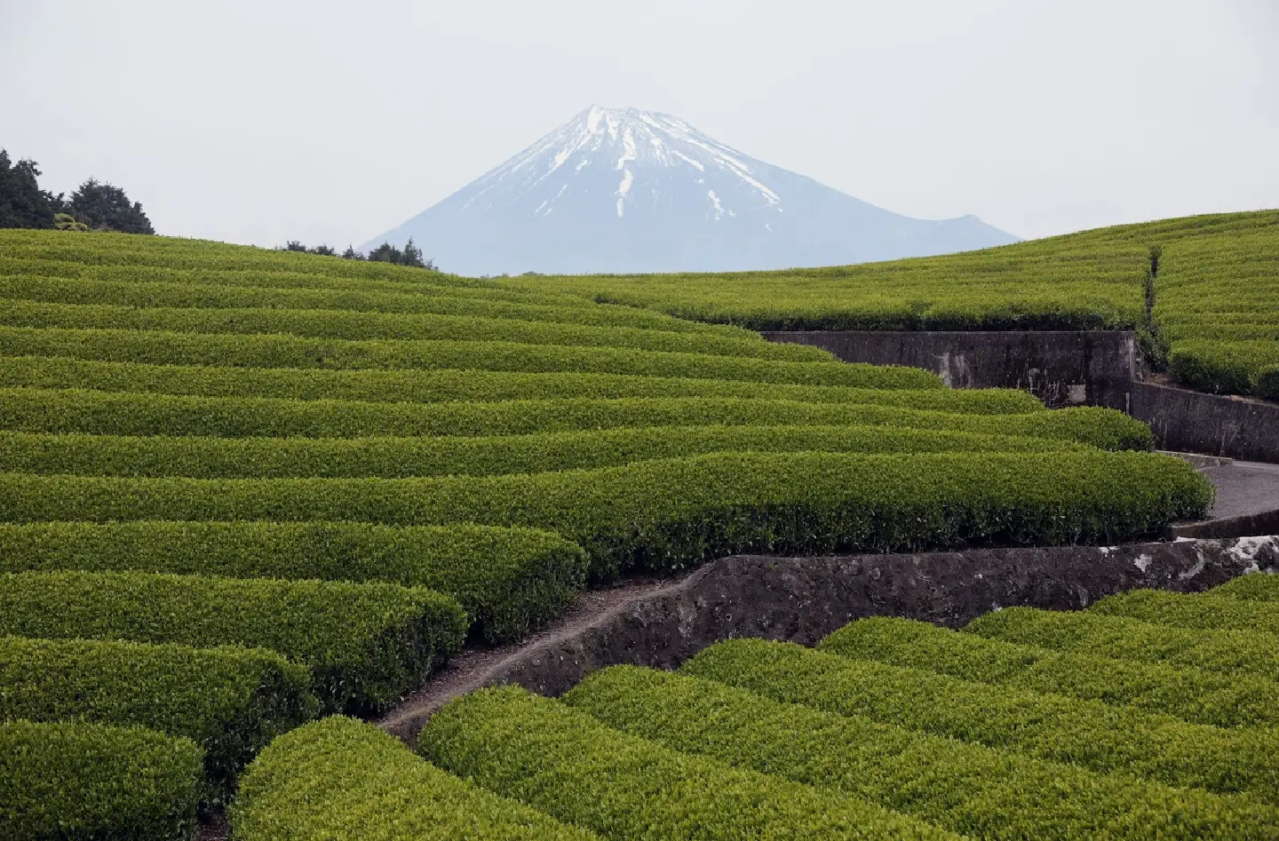 Global matcha boom sends Japan green tea exports sharply higher