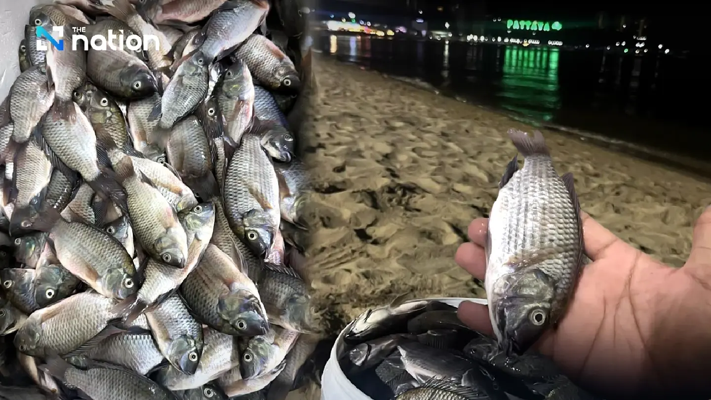 Minister confirms blackchin tilapia found near Pattaya beach but says spread is under control