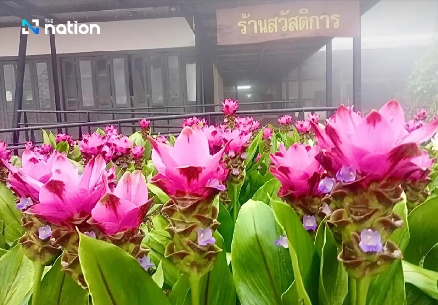 First Siam tulip bloom signals Chaiyaphum green-season travel