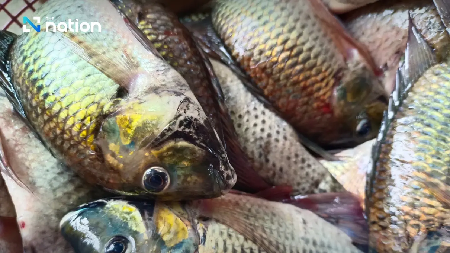 Chulalongkorn University DNA Study Reveals Blackchin Tilapia in Thailand Likely Originated from Multiple Sources