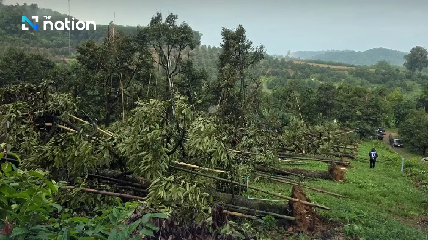 Storm batters Chanthaburi orchard, sending 10 tonnes of durian crashing down