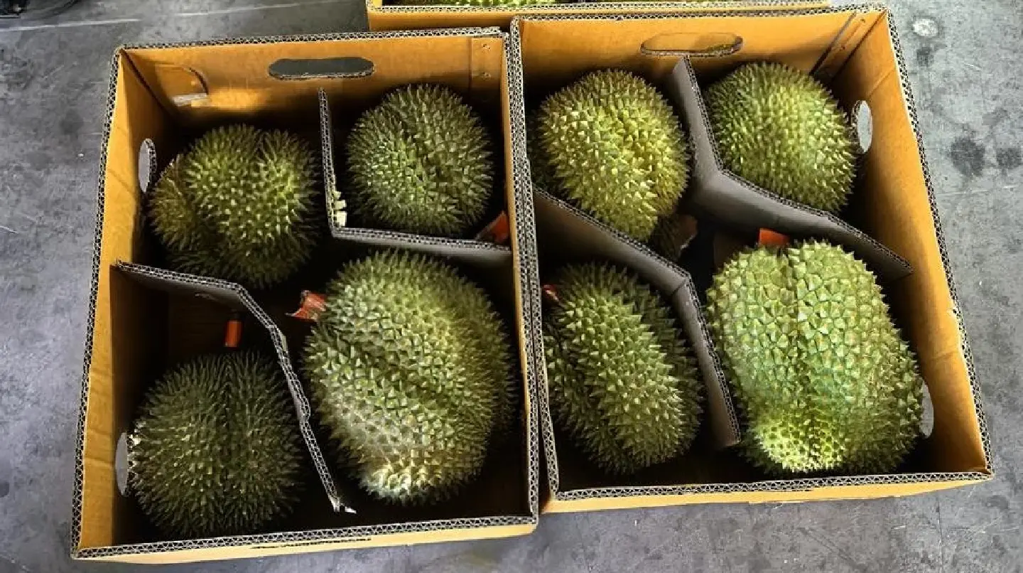 China-Laos rail cold chain lifts durian trade with Southeast Asia China-Laos rail cold chain lifts durian trade with Southeast Asia