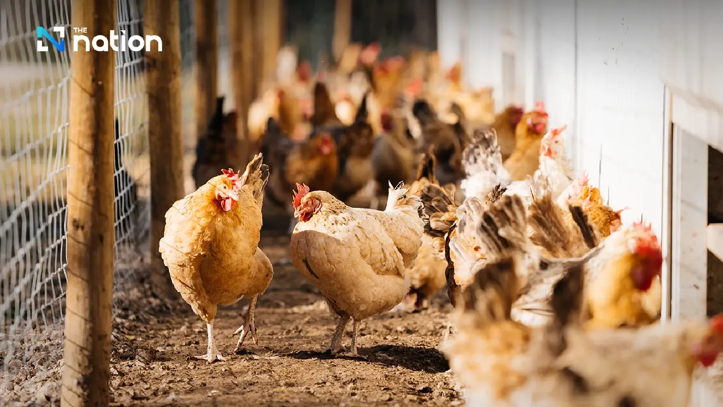 Thai poultry exports face crisis over China ban and conflicts