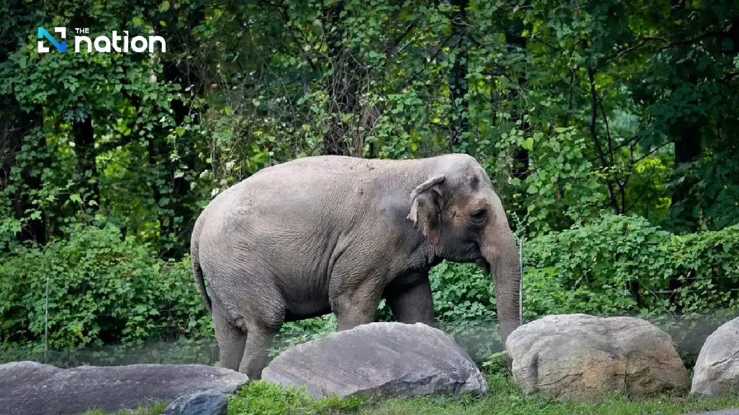 Legal Pioneer 'Happy' the Thai Elephant Dies at Bronx Zoo Aged 55 Legal Pioneer 'Happy' the Thai Elephant Dies at Bronx Zoo Aged 55