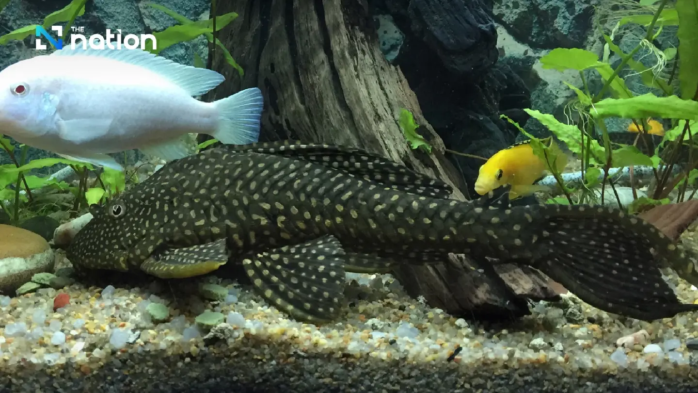 Suckermouth catfish invasion threatens rivers across ASEAN