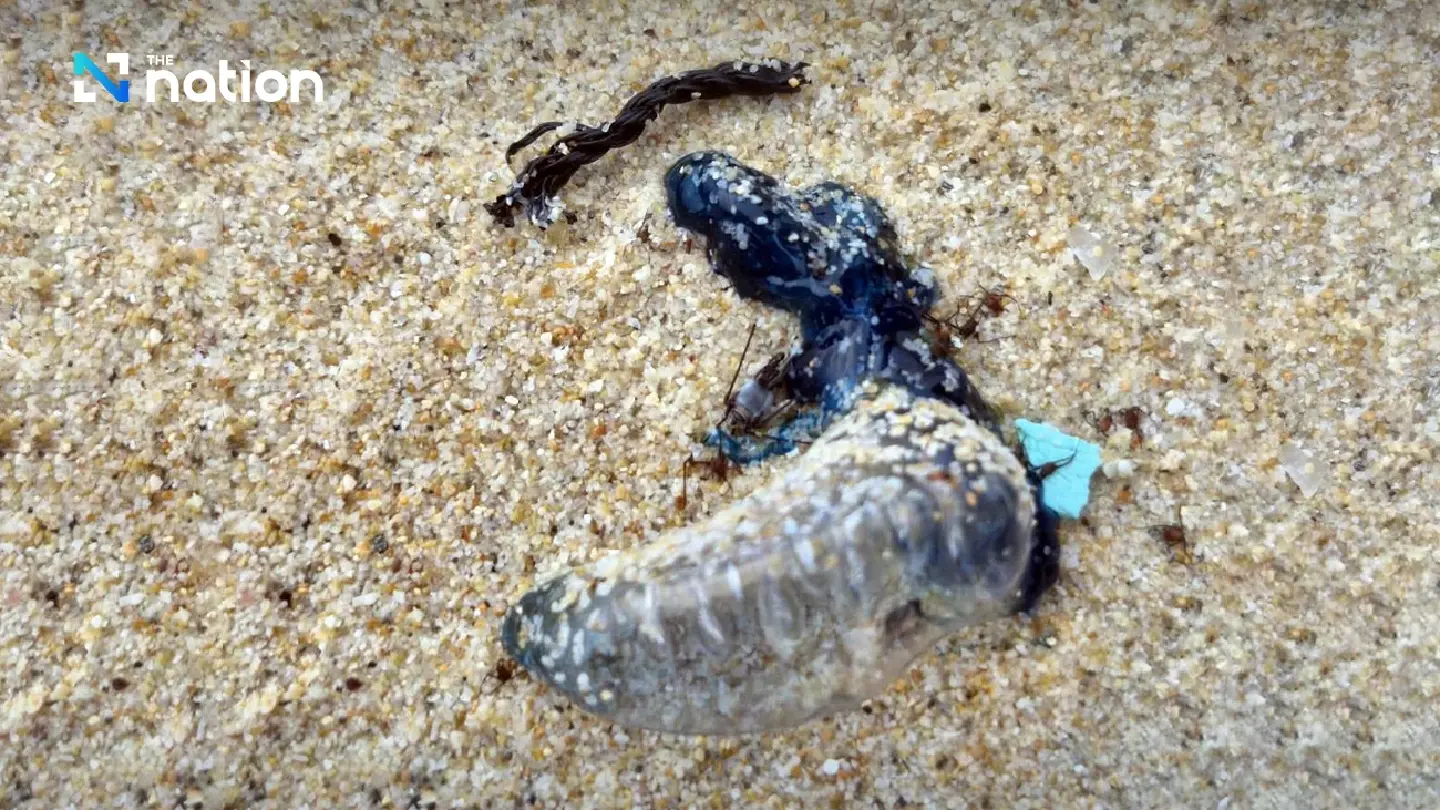 Venomous Portuguese man o’ war prompts Phuket beach warning