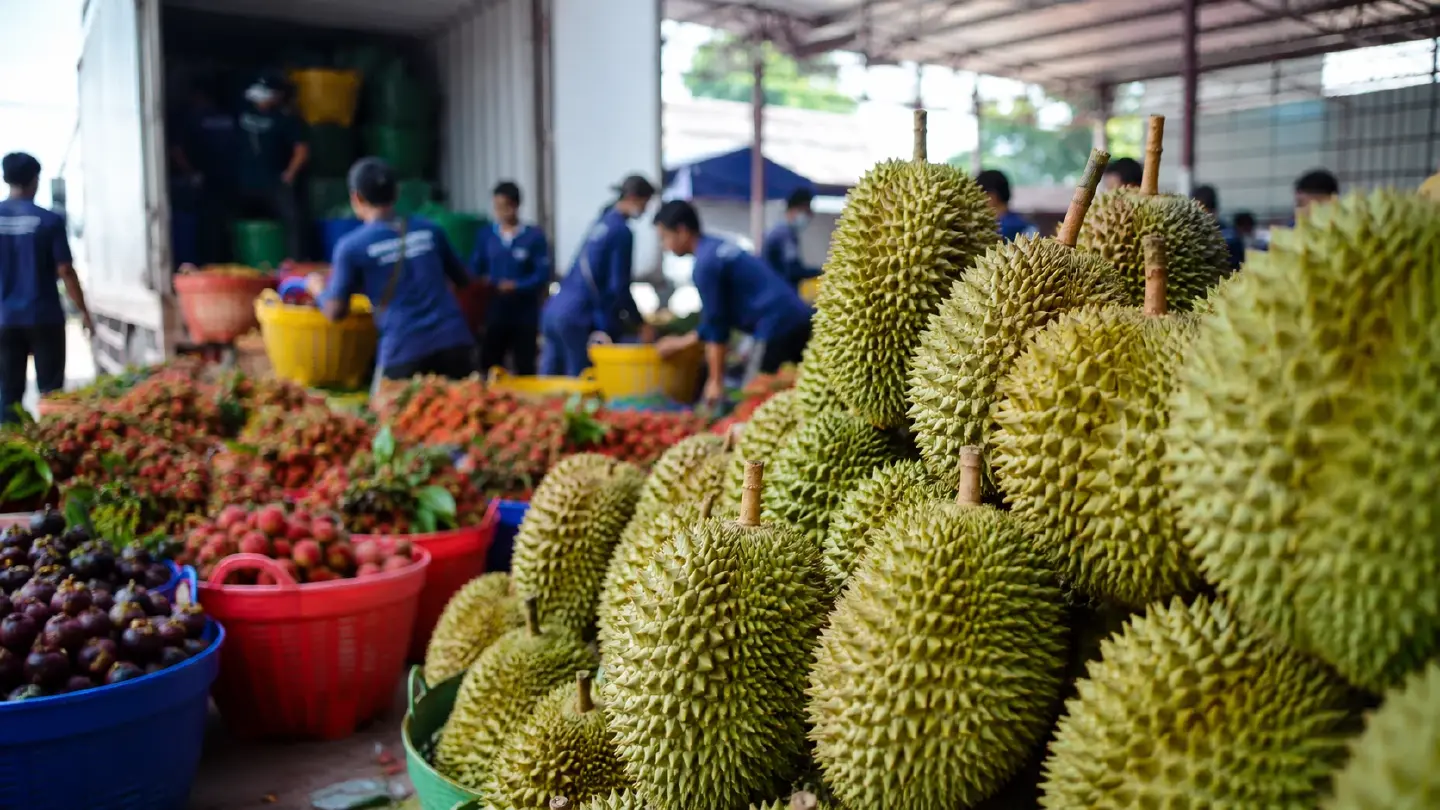 Thailand fruit exports rebound 17.9% in April as durian surges 109% Thailand fruit exports rebound 17.9% in April as durian surges 109%