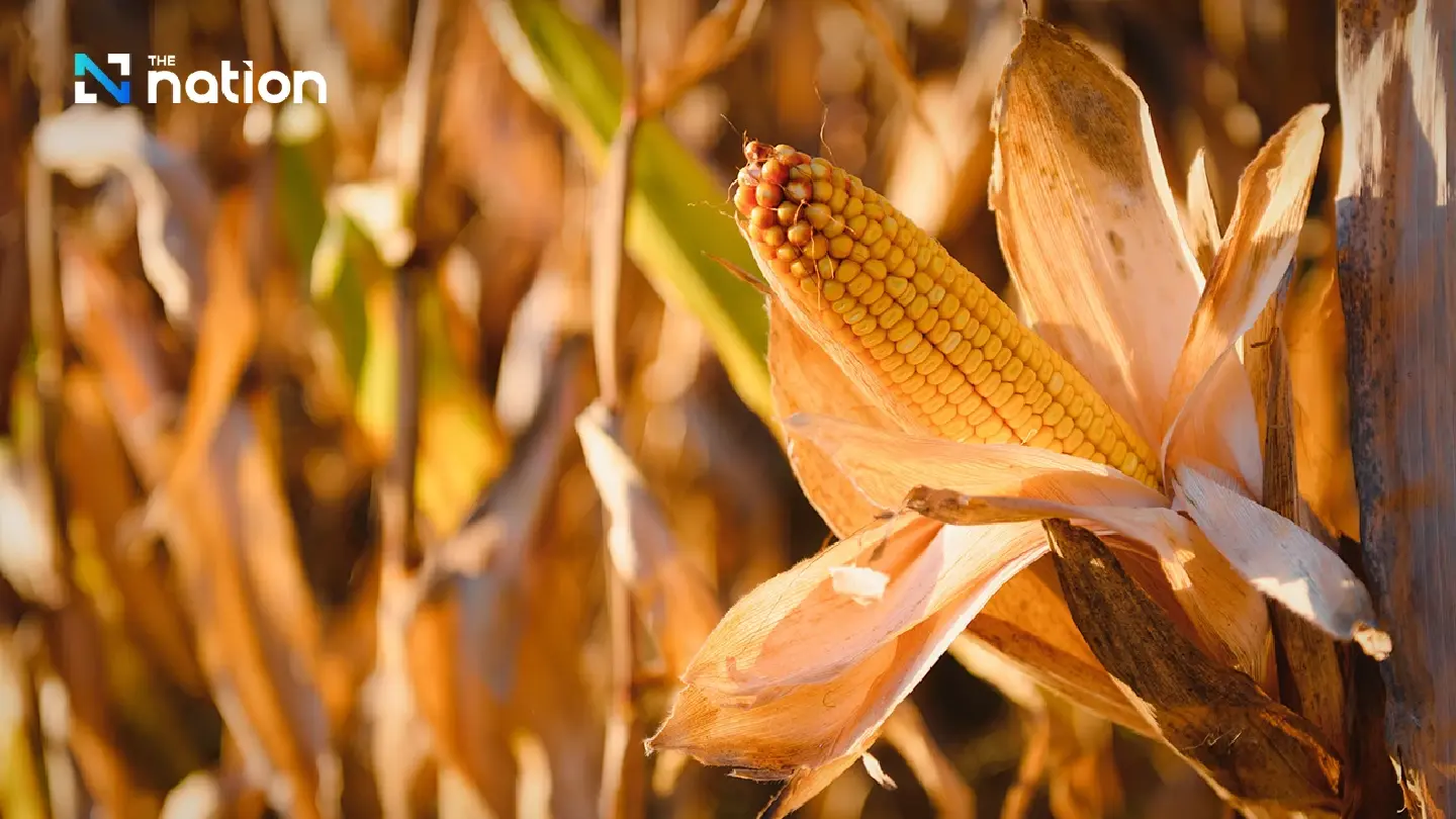 Commerce Ministry defends US maize imports as supply safeguard Commerce Ministry defends US maize imports as supply safeguard