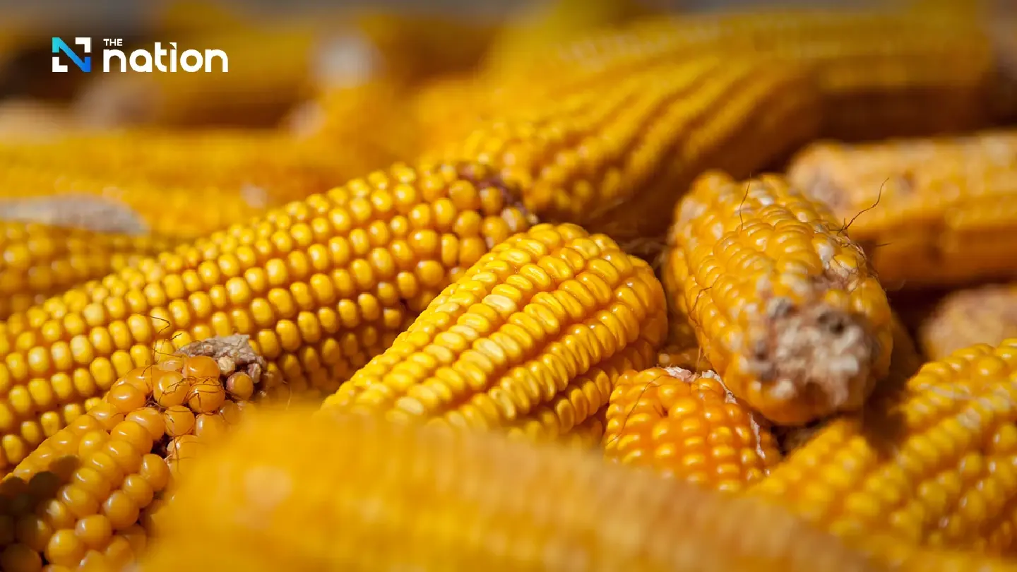 Thai Chamber says US corn imports will not hurt farmers
