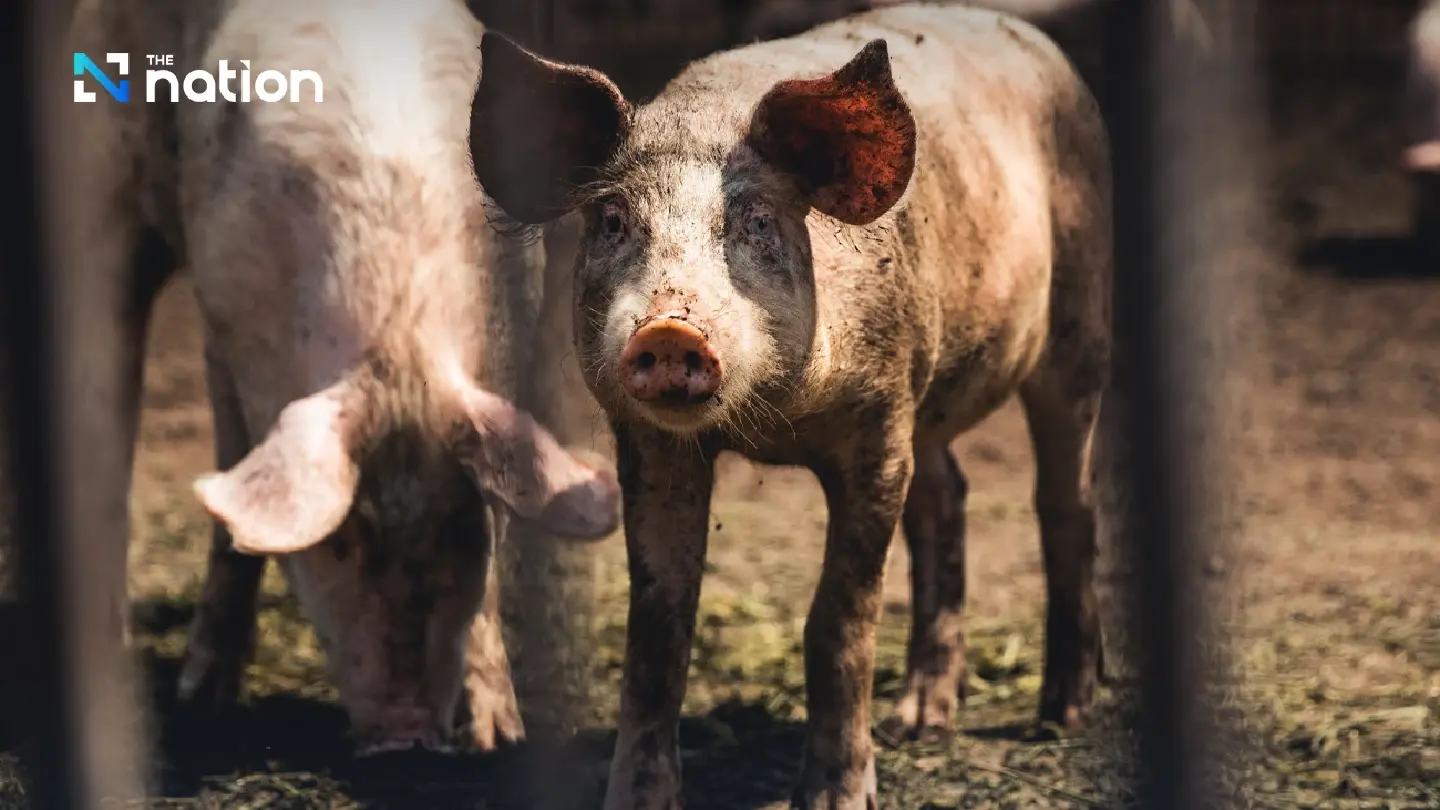 Thai pig farmers squeezed as prices fall below cost despite demand rebound Thai pig farmers squeezed as prices fall below cost despite demand rebound