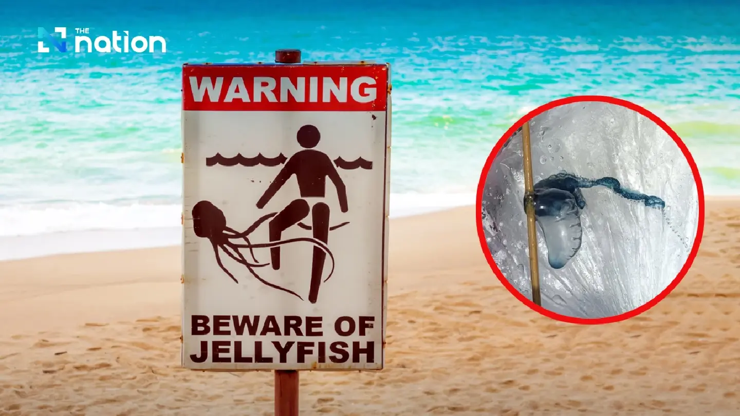 Krabi bans swimming after Portuguese man o’ war found Krabi bans swimming after Portuguese man o’ war found