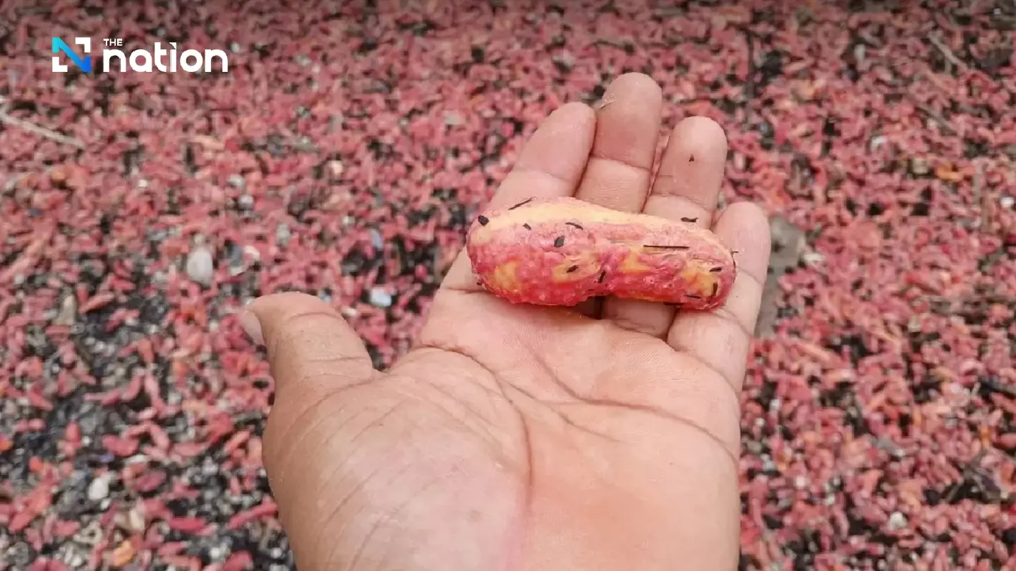 Pink sea cucumbers wash ashore, turning Rayong beach reddish-pink Pink sea cucumbers wash ashore, turning Rayong beach reddish-pink
