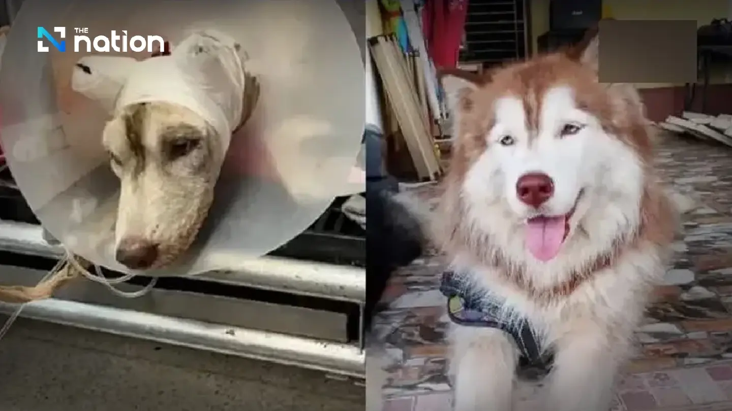 Man gets 6-month suspended jail term over Molly the husky’s death Man gets 6-month suspended jail term over Molly the husky’s death
