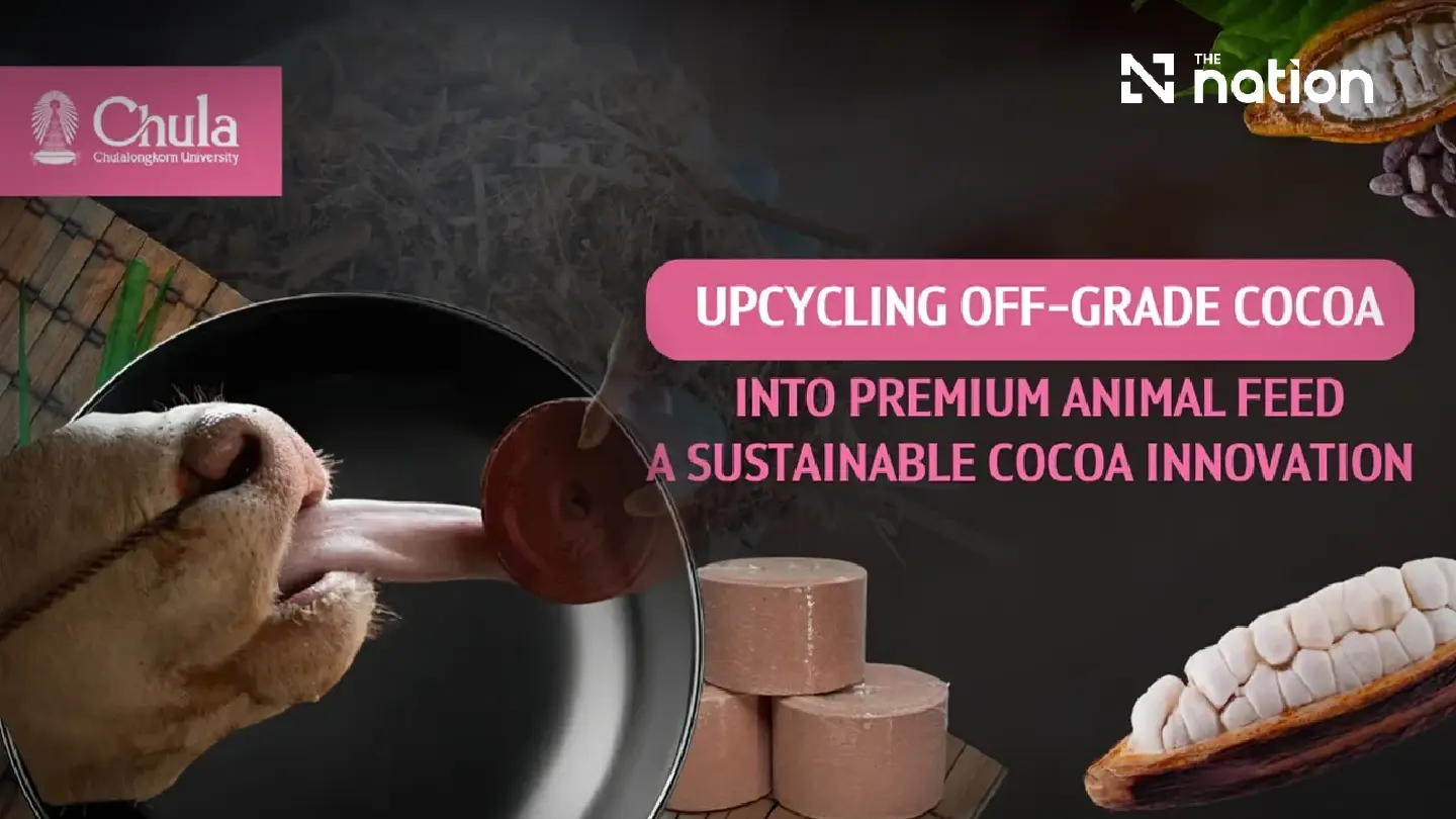 Happy Cows, Higher Income for Farmers with “Cocoa-Based Mineral Supplement” Happy Cows, Higher Income for Farmers with “Cocoa-Based Mineral Supplement”