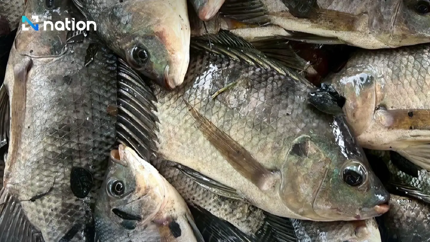 How Thailand's Invasive Fish Crisis Became a Story About One Company Instead of an Entire Supply Chain How Thailand's Invasive Fish Crisis Became a Story About One Company Instead of an Entire Supply Chain