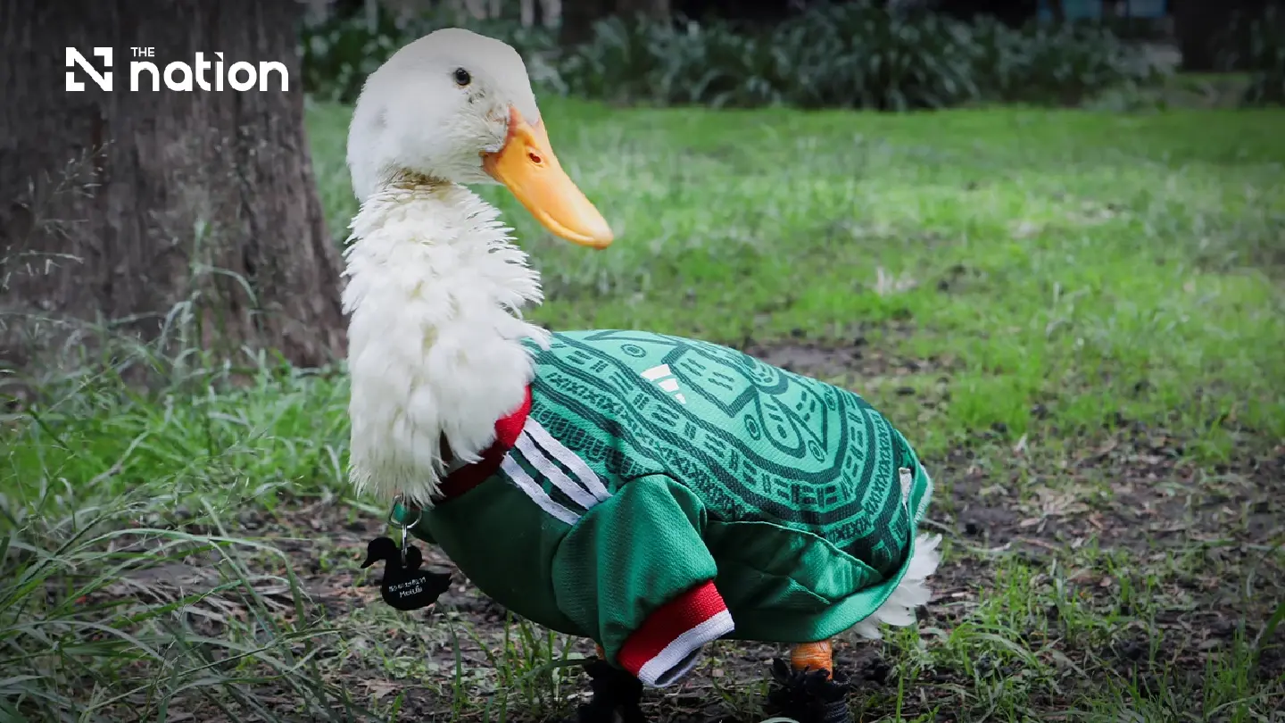 Merlin the duck becomes Mexico City’s cutest World Cup star Merlin the duck becomes Mexico City’s cutest World Cup star