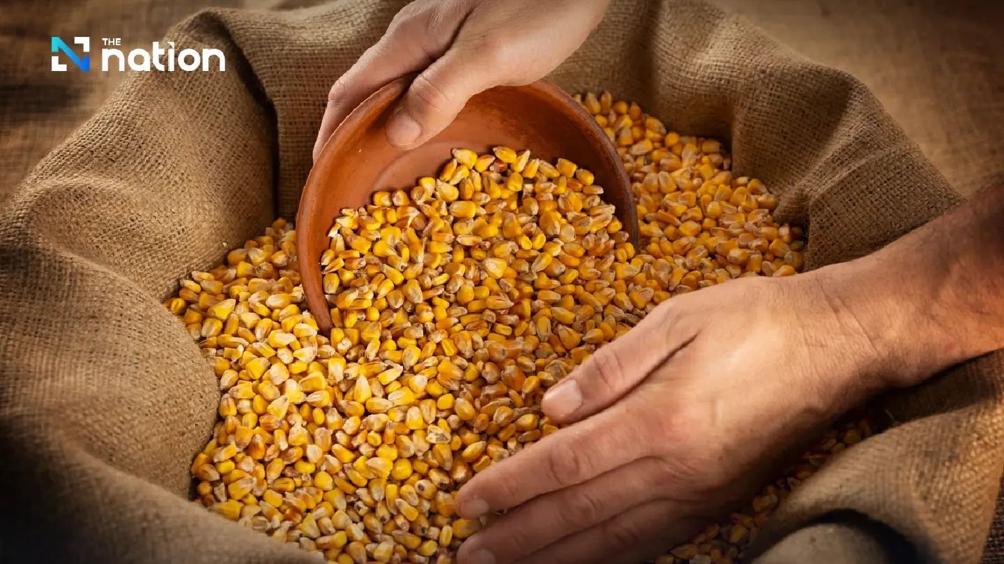 Livestock groups defend US maize imports as feed costs squeeze food chain
