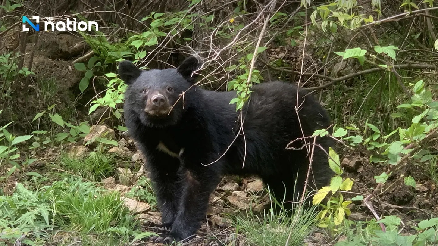 Japan flags record bear casualties as public safety threat deepens