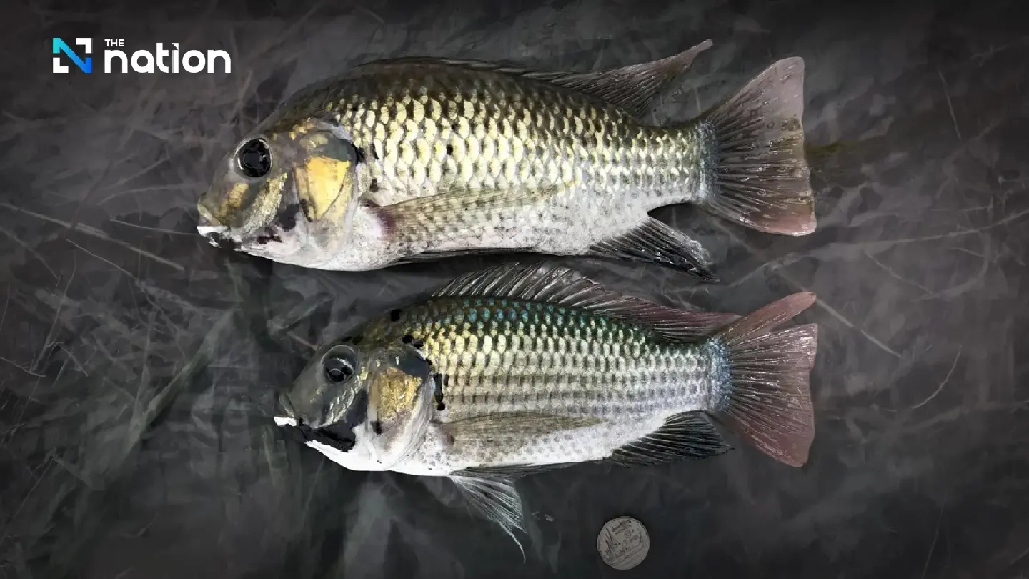 Blackchin Tilapia, the Ornamental Fish Trade, and the Challenge of Cross-Border Movement of Aquatic Species 