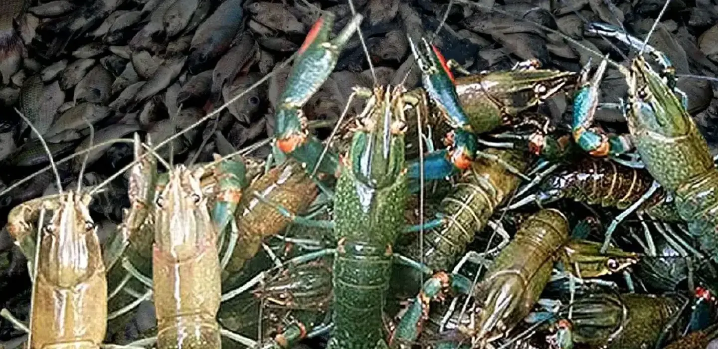 Thailand tracks blackchin tilapia, redclaw crayfish ecosystem risks Thailand tracks blackchin tilapia, redclaw crayfish ecosystem risks