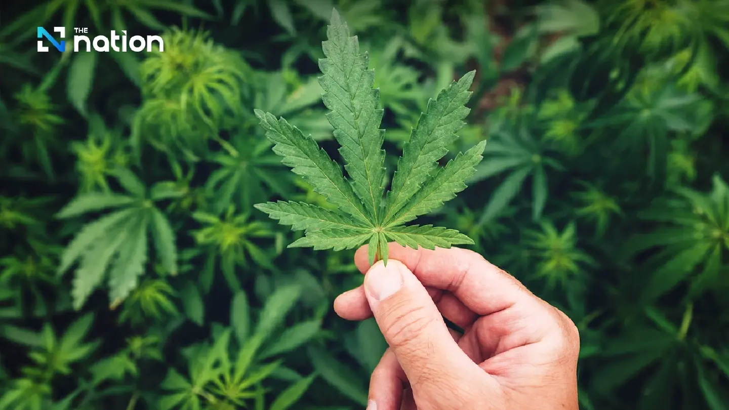 Anti-drug network urges cannabis return to Thai narcotics control