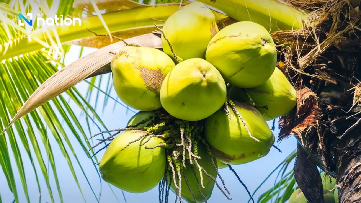 Agencies meet to rescue Thai aromatic coconut industry and crack down on nominees