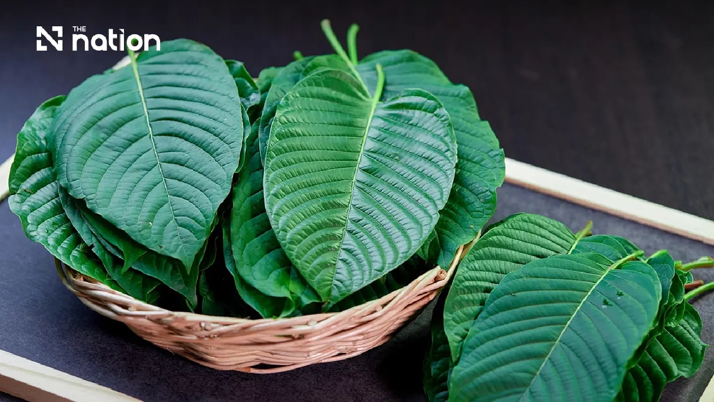 Thailand Drives Kratom Towards Global Herbal Innovation Economy Thailand Drives Kratom Towards Global Herbal Innovation Economy