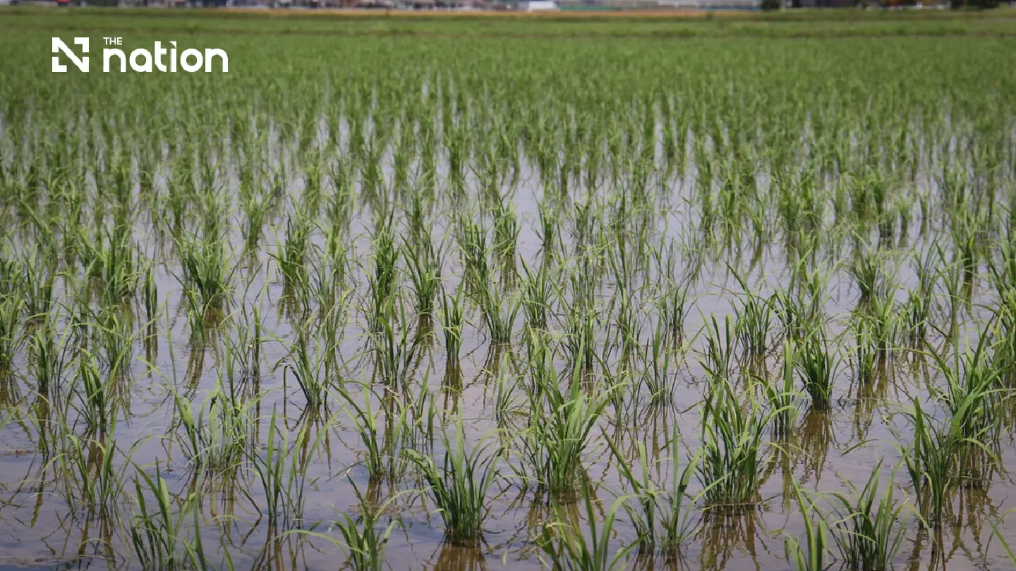 Private rice stocks put Japan’s 2026 crop prices under pressure