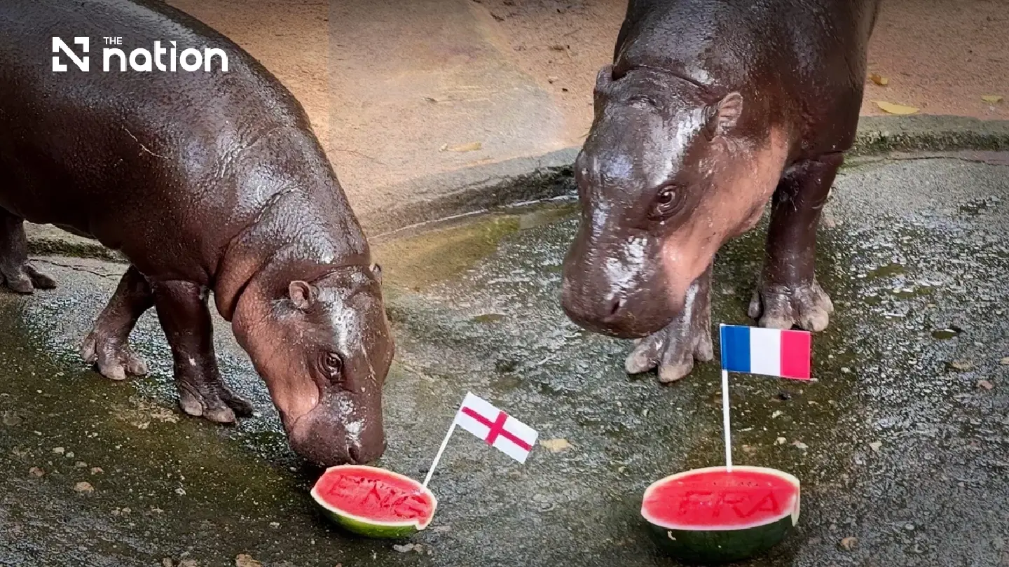 Moo Deng picks France and England to reach 2026 World Cup final Moo Deng picks France and England to reach 2026 World Cup final