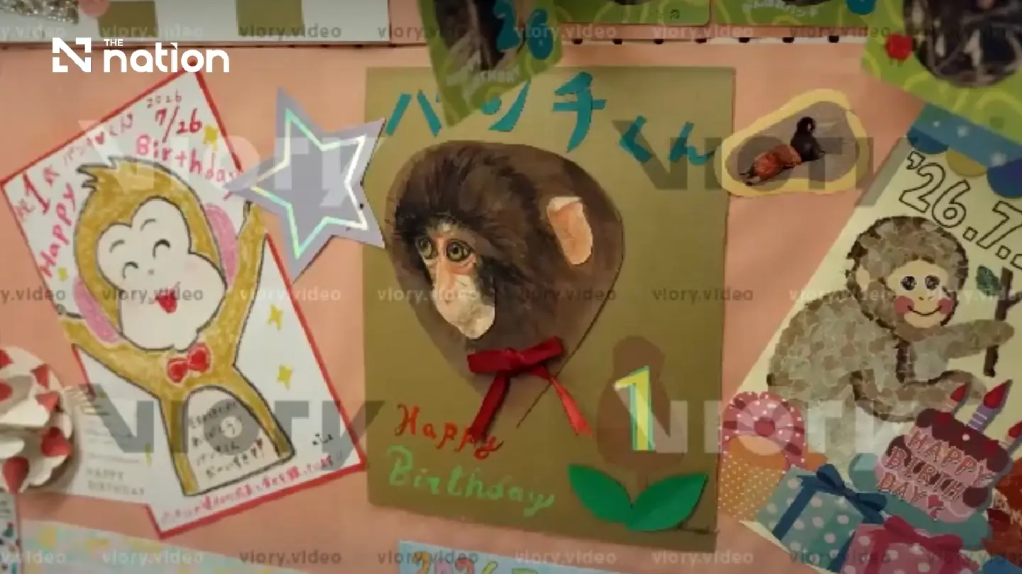 Japan’s viral macaque Punch receives over 2,500 birthday cards Japan’s viral macaque Punch receives over 2,500 birthday cards