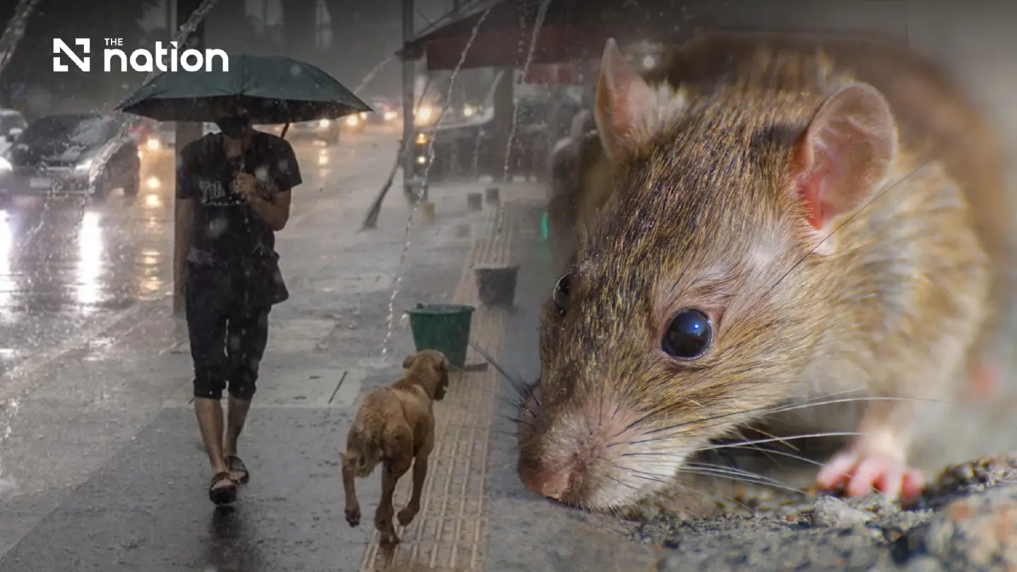 Thailand DDC Issues Warning as Rainy Season Bacterial Infections Claim Over 100 Lives Thailand DDC Issues Warning as Rainy Season Bacterial Infections Claim Over 100 Lives