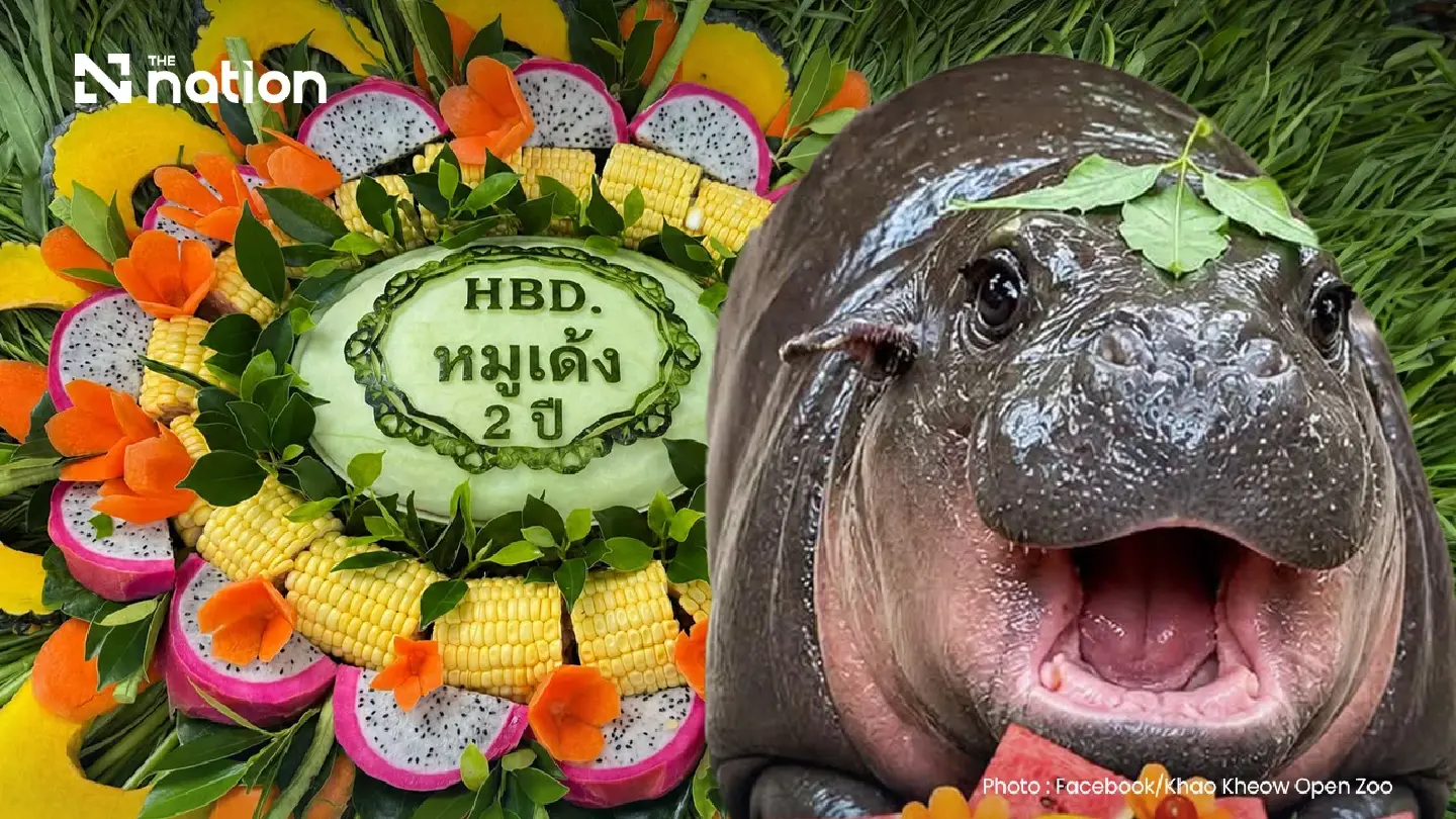Moo Deng turns two with three-day birthday festival at Khao Kheow Open Zoo Moo Deng turns two with three-day birthday festival at Khao Kheow Open Zoo