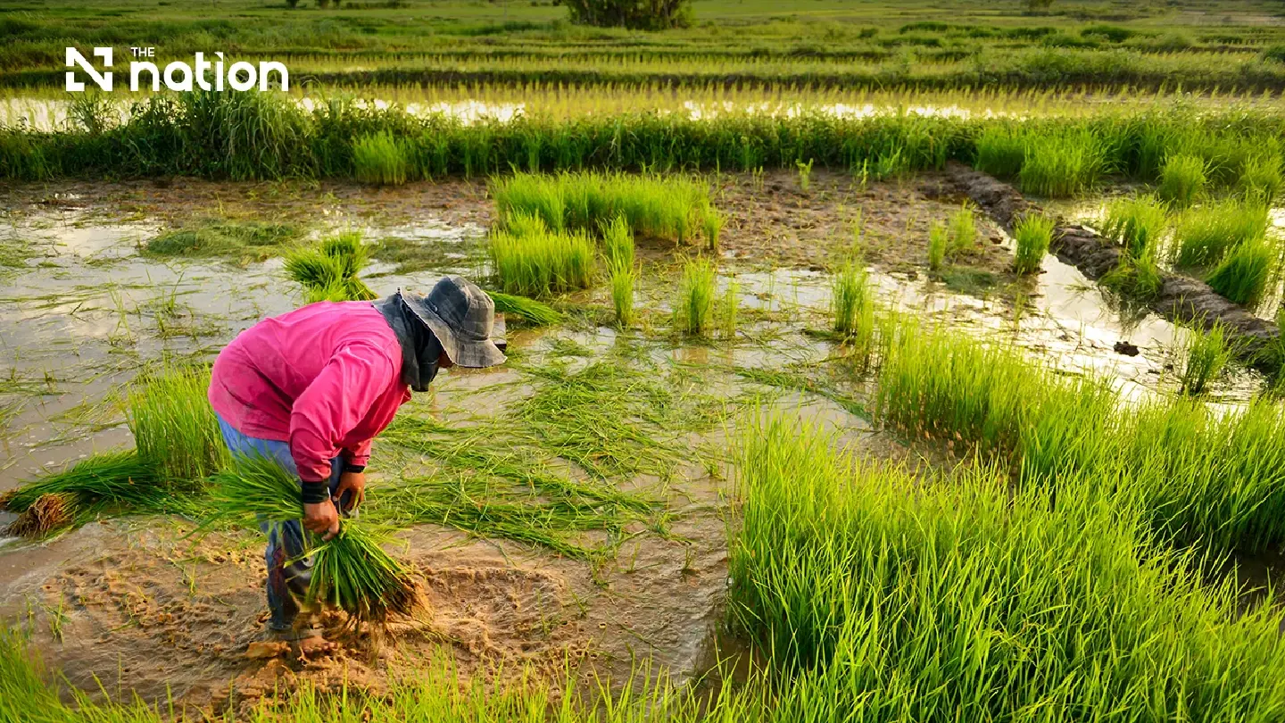 Thailand’s climate-smart rice keeps the world’s table fragrant Thailand’s climate-smart rice keeps the world’s table fragrant