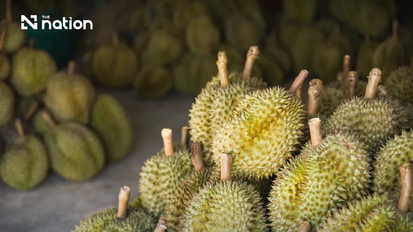 Thailand’s durian exports to China pass one-million-tonne mark Thailand’s durian exports to China pass one-million-tonne mark