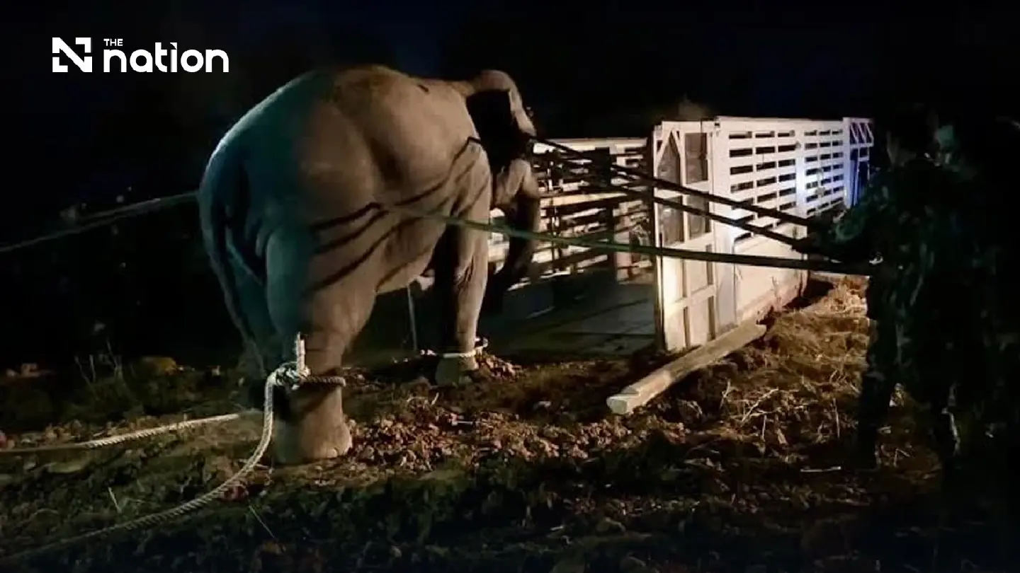 Officials face disciplinary probe over death of wild elephant Sido Hoo-pub Officials face disciplinary probe over death of wild elephant Sido Hoo-pub