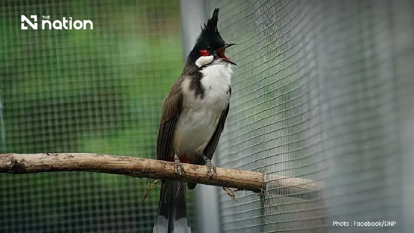 Cabinet greenlights removal of red-whiskered bulbul from protected wildlife list Cabinet greenlights removal of red-whiskered bulbul from protected wildlife list