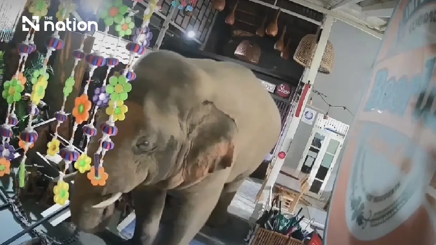 Wild elephant causes damage to restaurant near Khao Yai National Park Wild elephant causes damage to restaurant near Khao Yai National Park