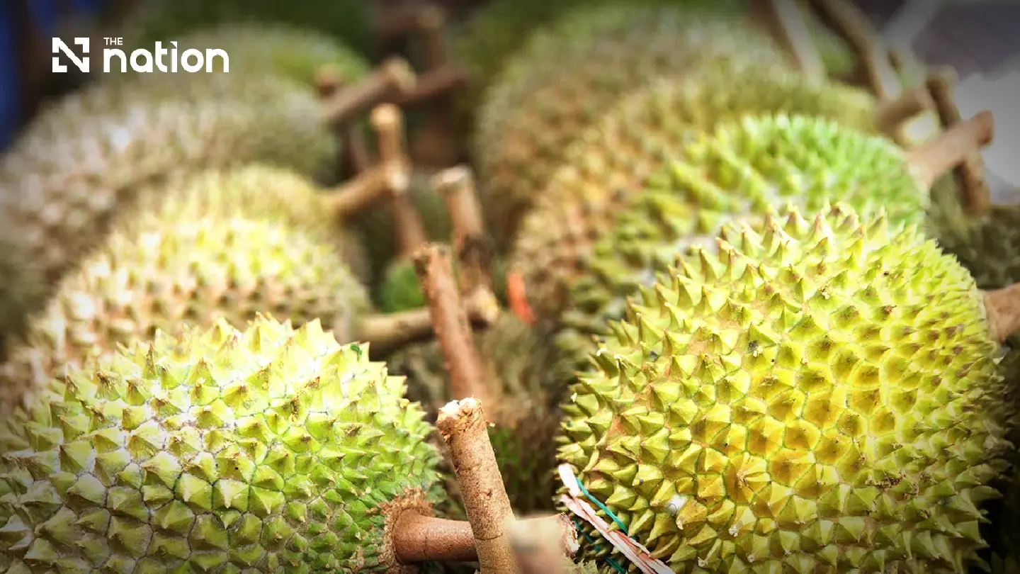Malaysian durian glut drives Musang King retail prices sharply lower Malaysian durian glut drives Musang King retail prices sharply lower
