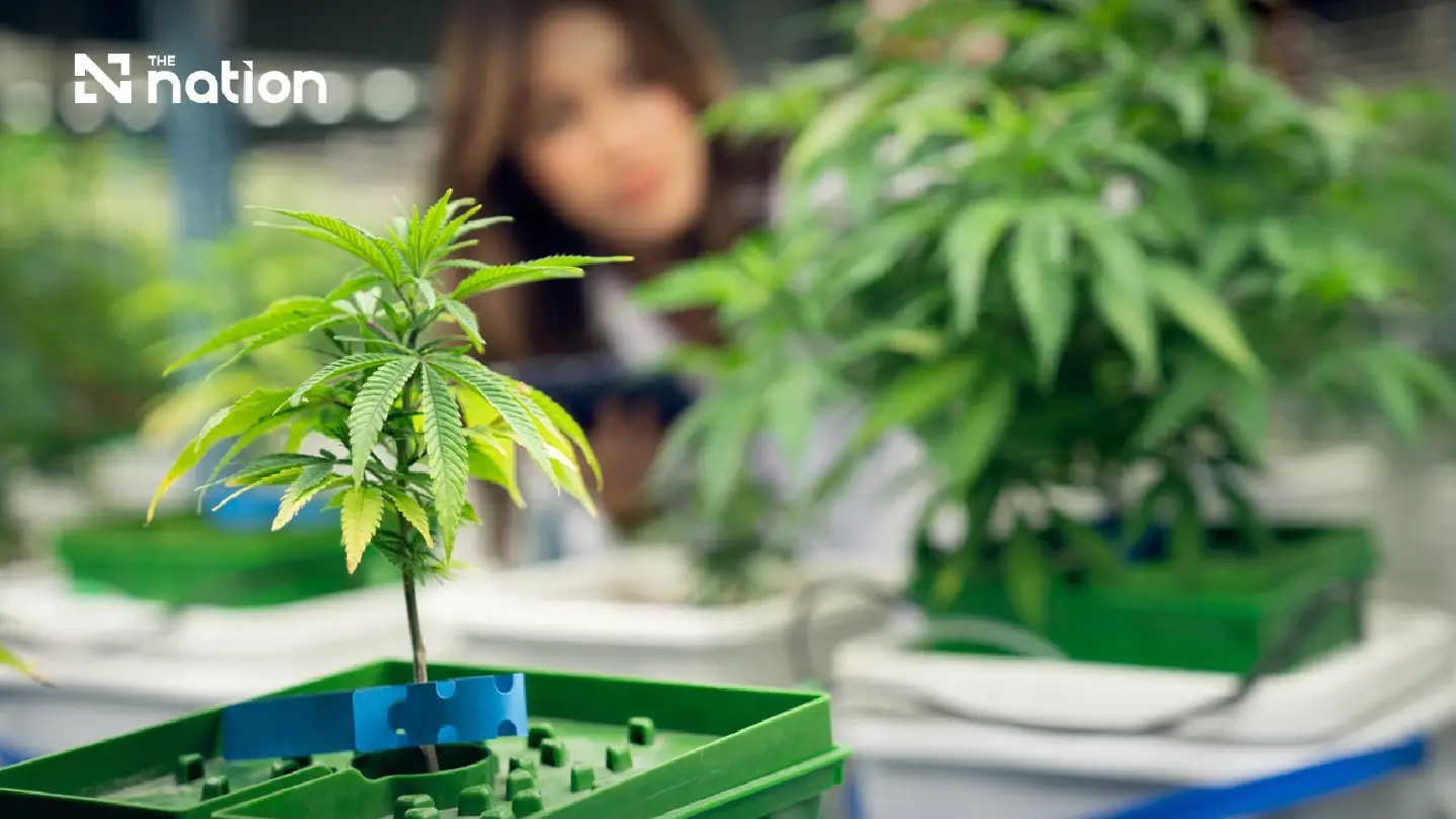 Thailand cannabis draft law targets medical use and shop controls Thailand cannabis draft law targets medical use and shop controls