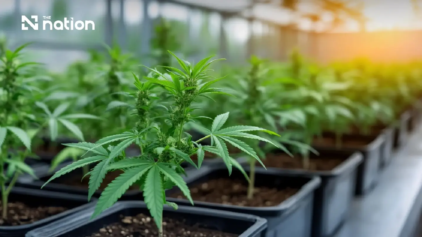 Thailand strengthens controls on cannabis flower sales and exports Thailand strengthens controls on cannabis flower sales and exports