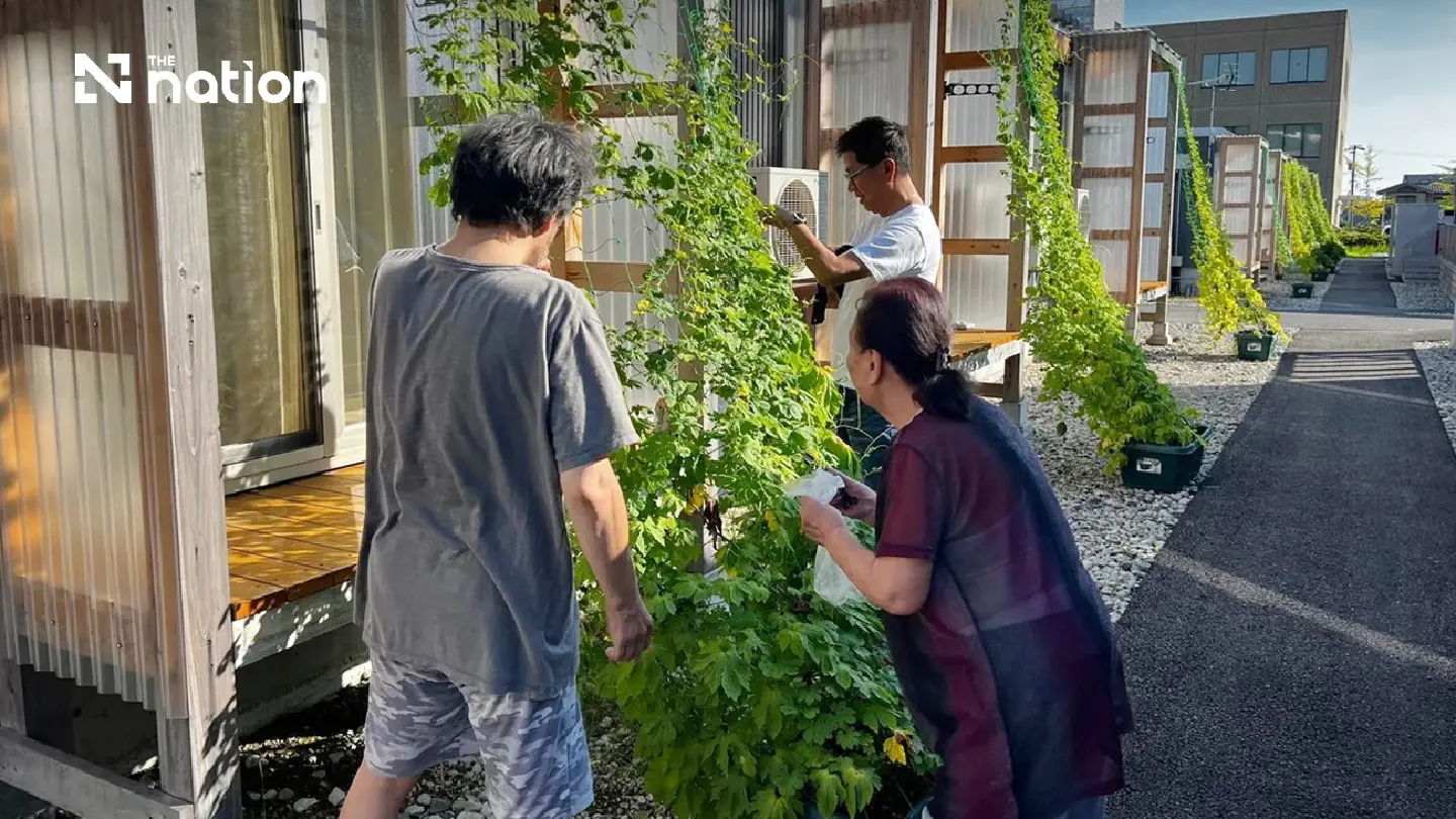 Japan’s green curtains cool disaster housing without electricity Japan’s green curtains cool disaster housing without electricity