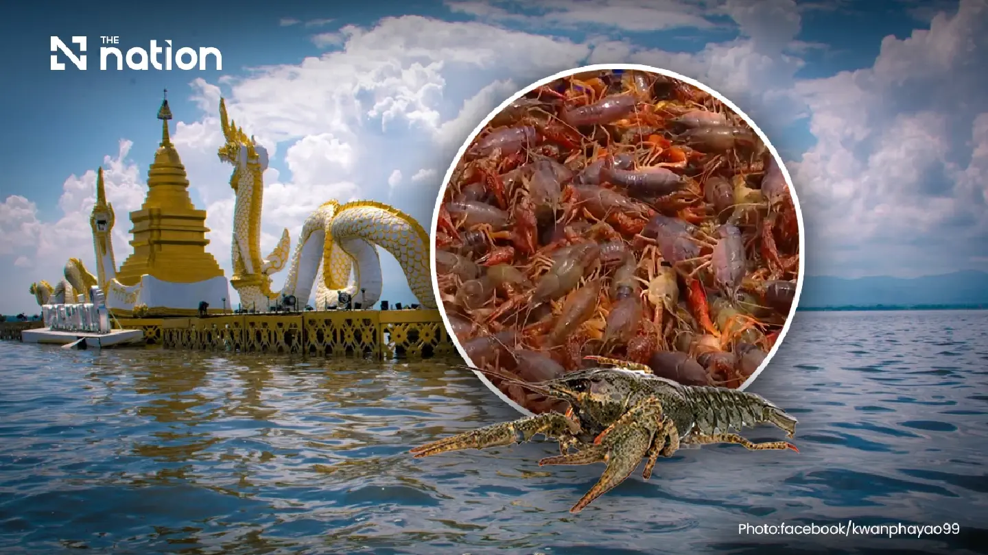 Alien crayfish in Kwan Phayao raises Thai freshwater alarm Alien crayfish in Kwan Phayao raises Thai freshwater alarm