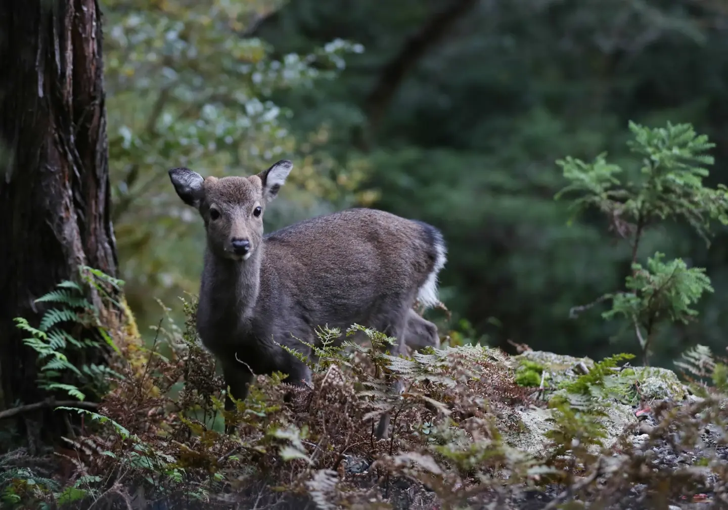 How Japan’s Islands Are Preserving Nature and Culture for the Future How Japan’s Islands Are Preserving Nature and Culture for the Future