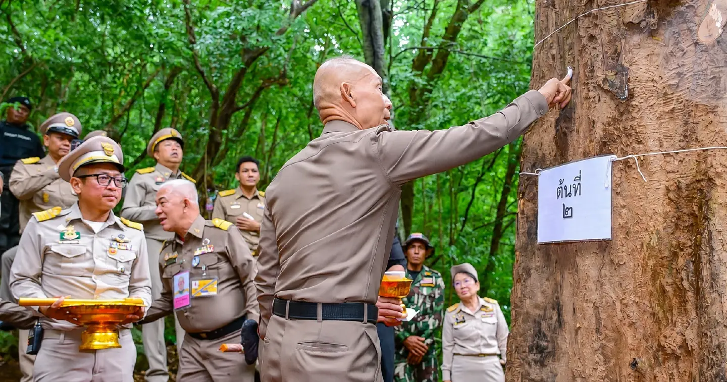 Twenty dead-standing sandalwood trees chosen for royal rites Twenty dead-standing sandalwood trees chosen for royal rites
